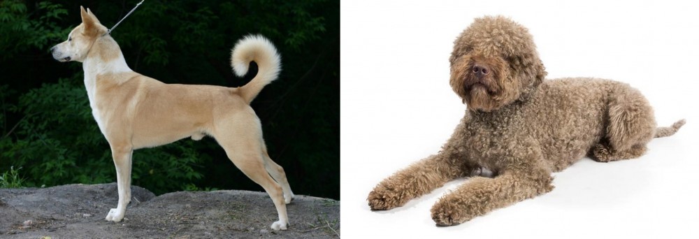 Lagotto Romagnolo vs Canaan Dog - Breed Comparison