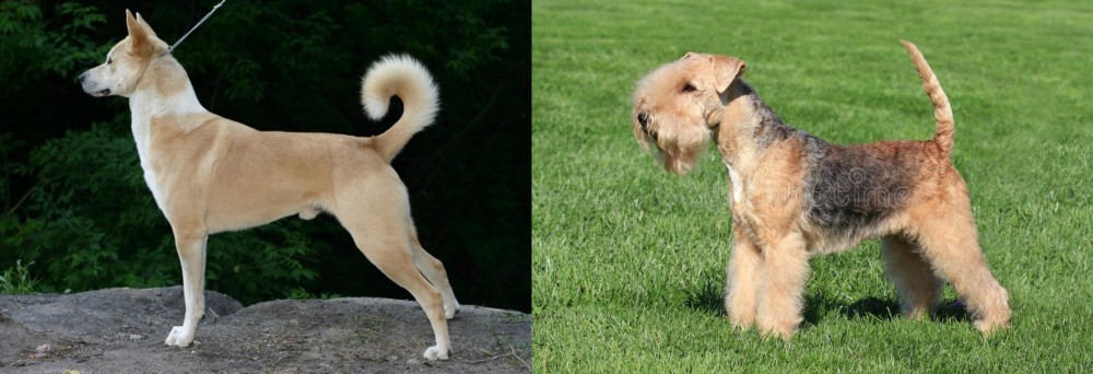 Lakeland Terrier vs Canaan Dog - Breed Comparison