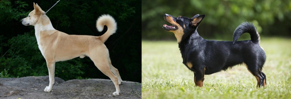 Lancashire Heeler vs Canaan Dog - Breed Comparison