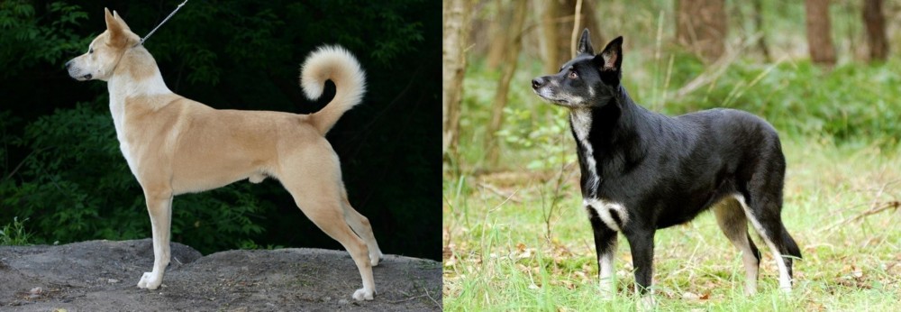Lapponian Herder vs Canaan Dog - Breed Comparison