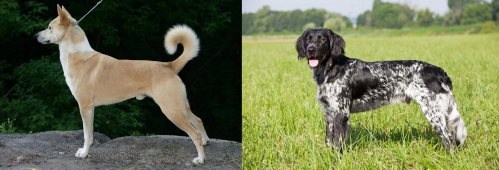 Large Munsterlander vs Canaan Dog - Breed Comparison