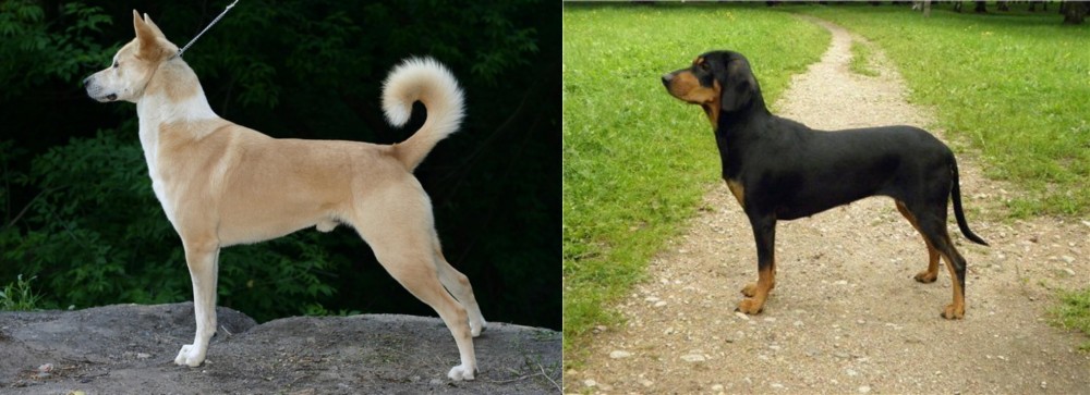 Latvian Hound vs Canaan Dog - Breed Comparison