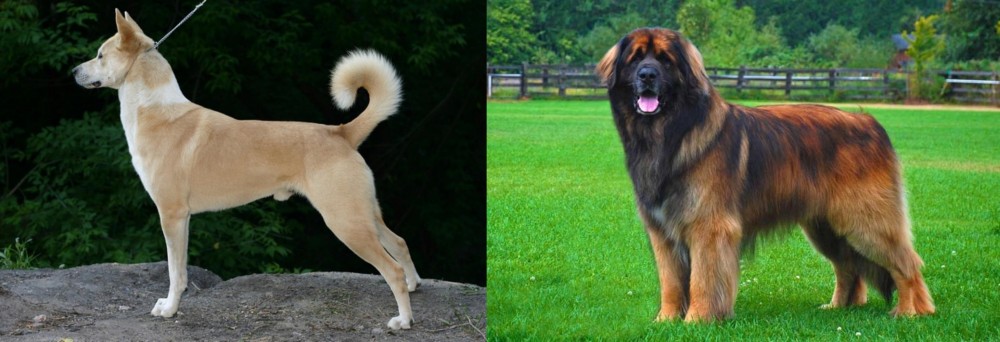 Leonberger vs Canaan Dog - Breed Comparison