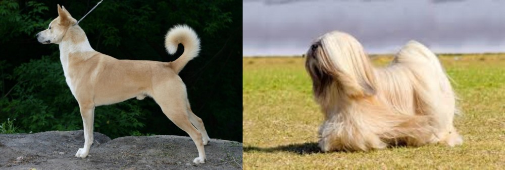 Lhasa Apso vs Canaan Dog - Breed Comparison