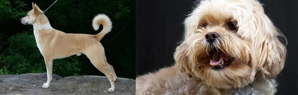 Lhasapoo vs Canaan Dog - Breed Comparison