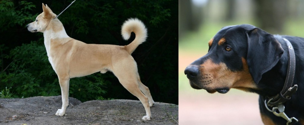 Lithuanian Hound vs Canaan Dog - Breed Comparison