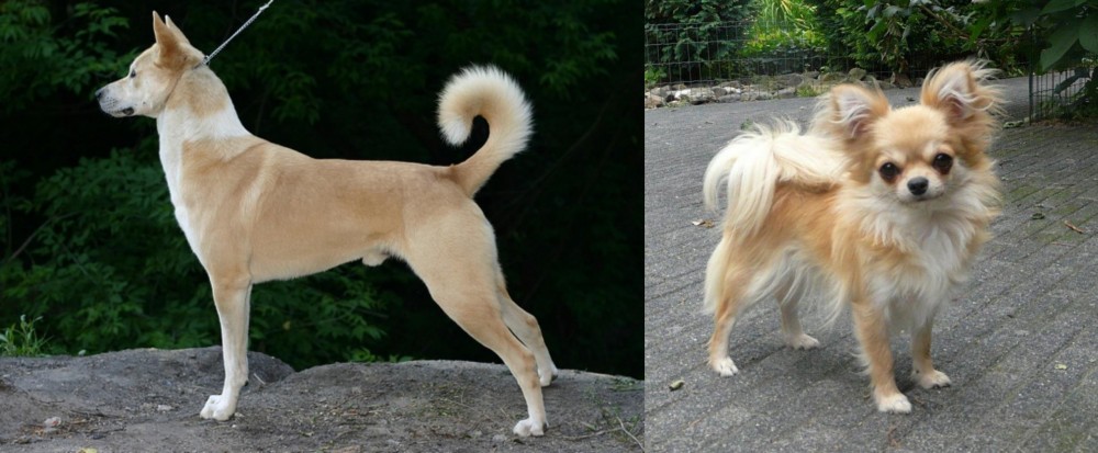 Long Haired Chihuahua vs Canaan Dog - Breed Comparison