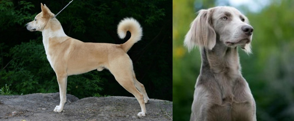 Longhaired Weimaraner vs Canaan Dog - Breed Comparison