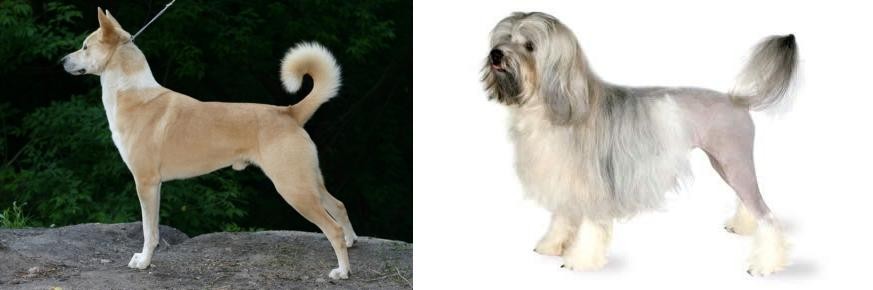 Lowchen vs Canaan Dog - Breed Comparison