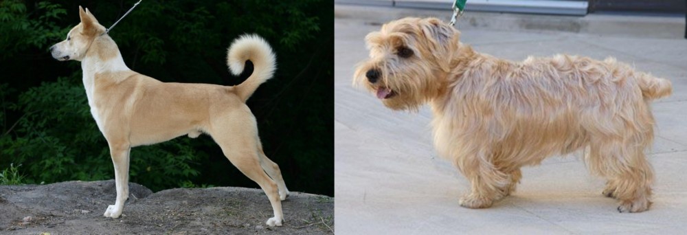 Lucas Terrier vs Canaan Dog - Breed Comparison
