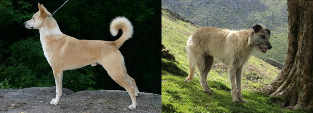 Lurcher vs Canaan Dog - Breed Comparison