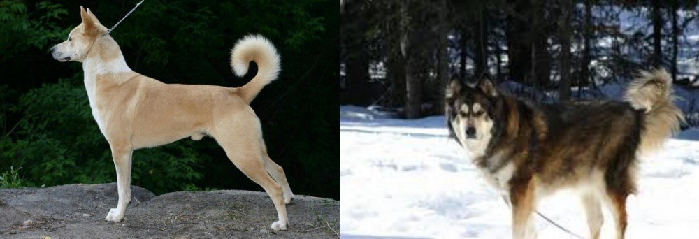Mackenzie River Husky vs Canaan Dog - Breed Comparison