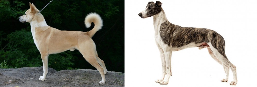 Magyar Agar vs Canaan Dog - Breed Comparison