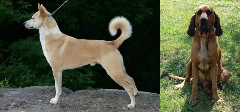 Majestic Tree Hound vs Canaan Dog - Breed Comparison
