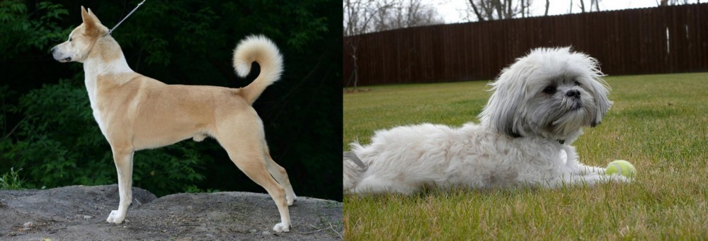 Mal-Shi vs Canaan Dog - Breed Comparison