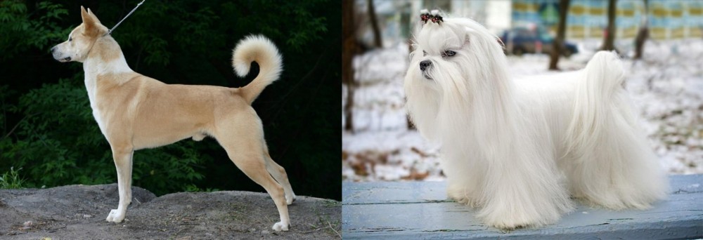 Maltese vs Canaan Dog - Breed Comparison