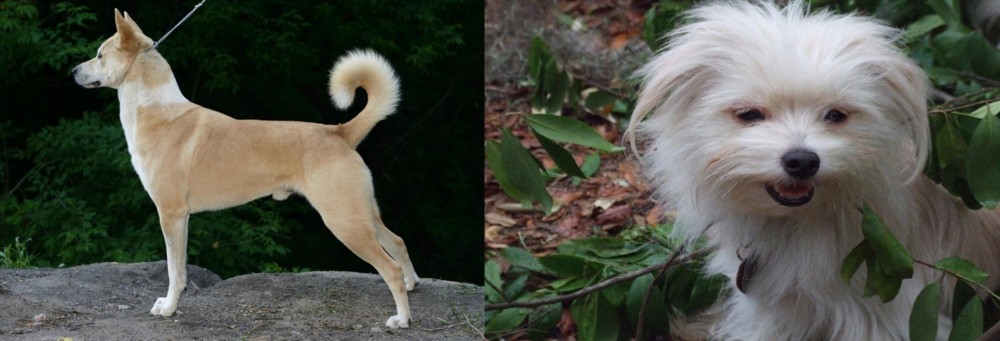 Malti-Pom vs Canaan Dog - Breed Comparison