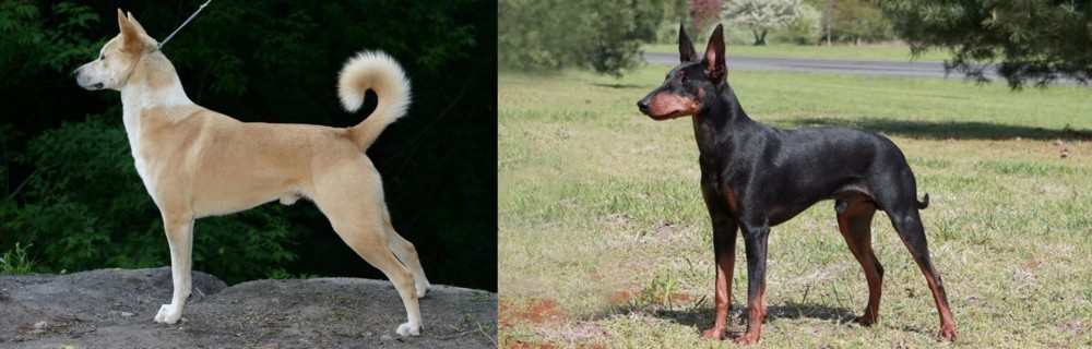 Manchester Terrier vs Canaan Dog - Breed Comparison