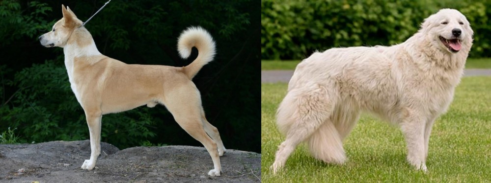 Maremma Sheepdog vs Canaan Dog - Breed Comparison