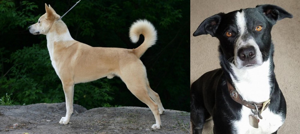 McNab vs Canaan Dog - Breed Comparison