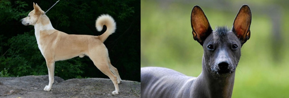 Mexican Hairless vs Canaan Dog - Breed Comparison