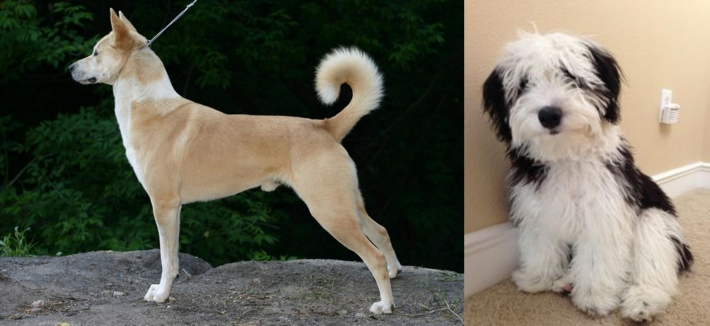 Mini Sheepadoodles vs Canaan Dog - Breed Comparison