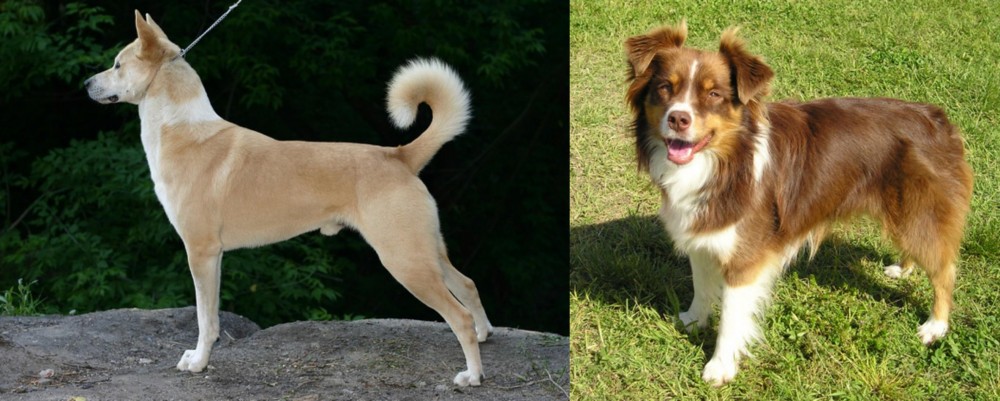Miniature Australian Shepherd vs Canaan Dog - Breed Comparison
