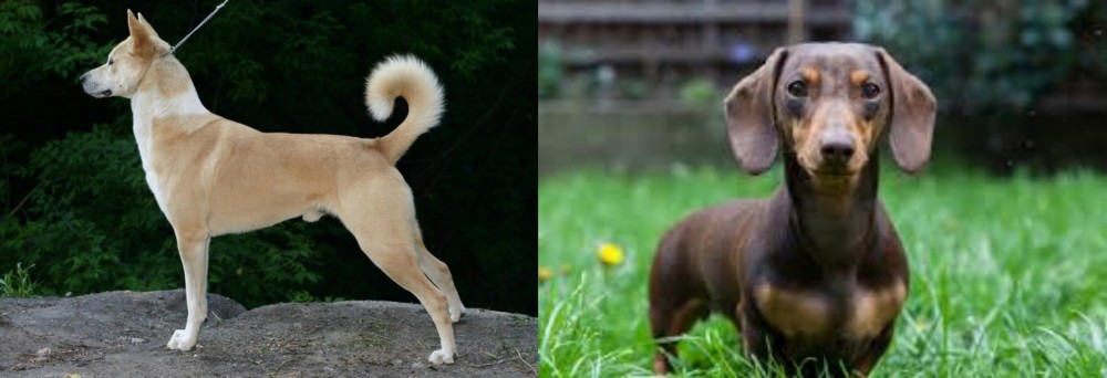 Miniature Dachshund vs Canaan Dog - Breed Comparison