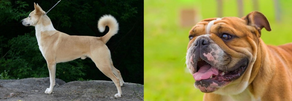 Miniature English Bulldog vs Canaan Dog - Breed Comparison