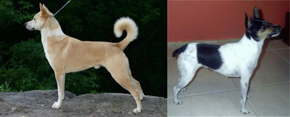 Miniature Fox Terrier vs Canaan Dog - Breed Comparison