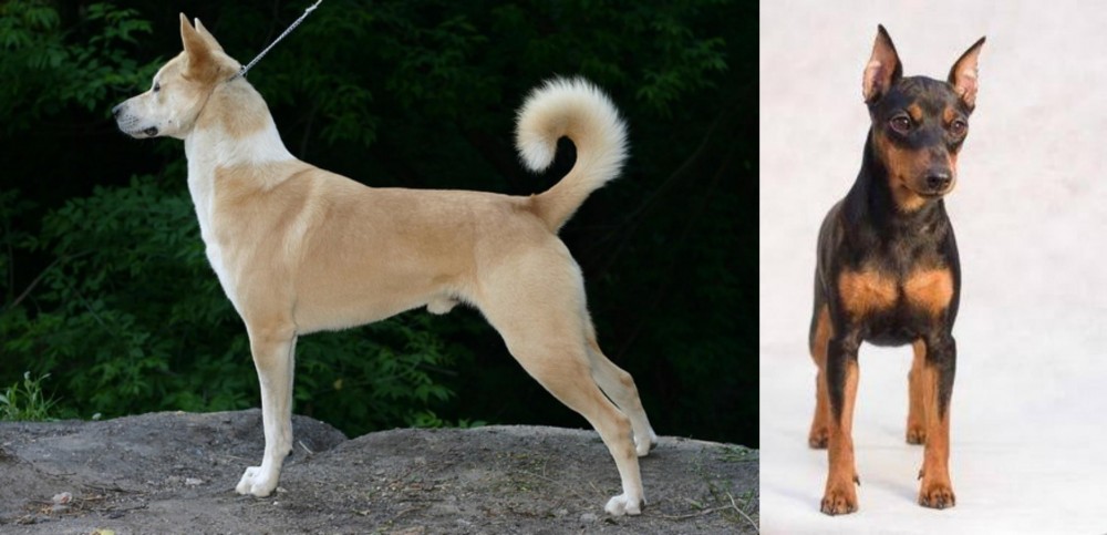 Miniature Pinscher vs Canaan Dog - Breed Comparison