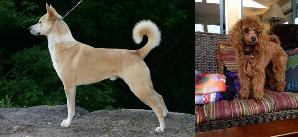 Miniature Poodle vs Canaan Dog - Breed Comparison