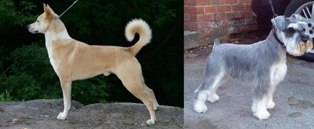 Miniature Schnauzer vs Canaan Dog - Breed Comparison