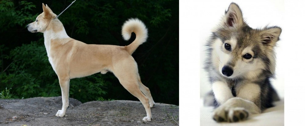 Miniature Siberian Husky vs Canaan Dog - Breed Comparison