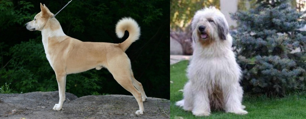 Mioritic Sheepdog vs Canaan Dog - Breed Comparison