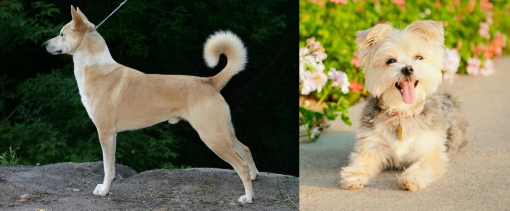 Morkie vs Canaan Dog - Breed Comparison