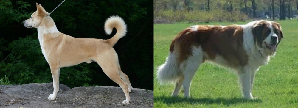 Moscow Watchdog vs Canaan Dog - Breed Comparison