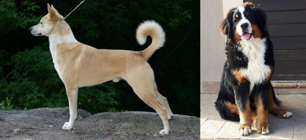 Mountain Burmese vs Canaan Dog - Breed Comparison