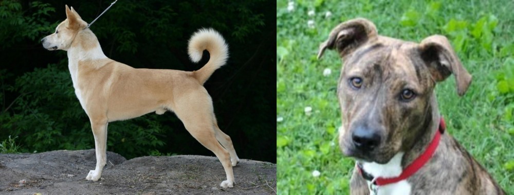 Mountain Cur vs Canaan Dog - Breed Comparison