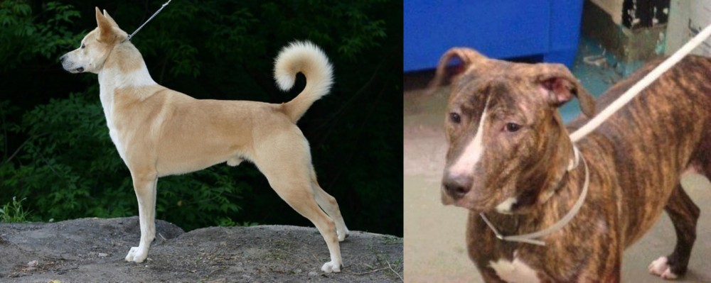 Mountain View Cur vs Canaan Dog - Breed Comparison