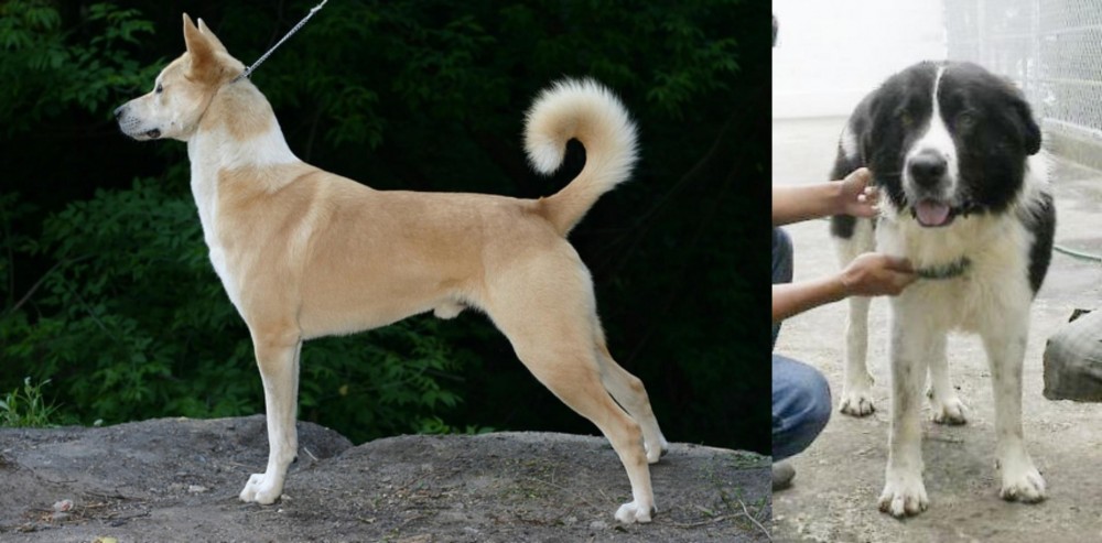 Mucuchies vs Canaan Dog - Breed Comparison