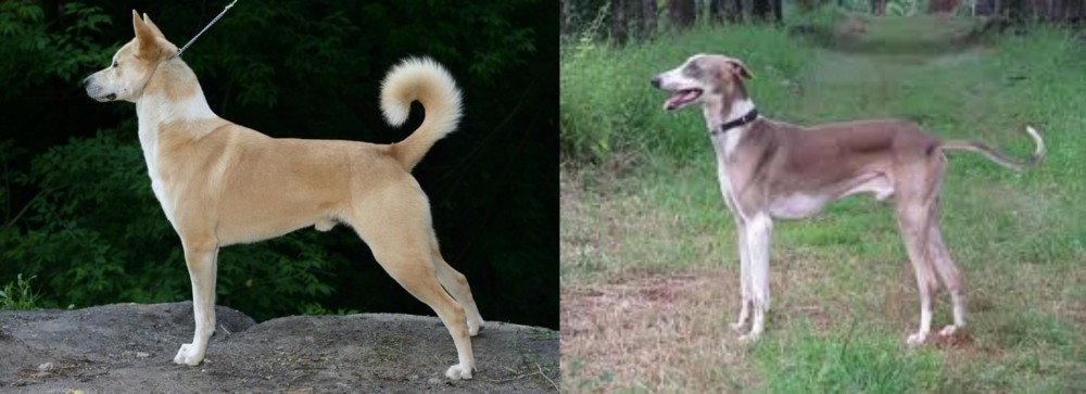 Mudhol Hound vs Canaan Dog - Breed Comparison