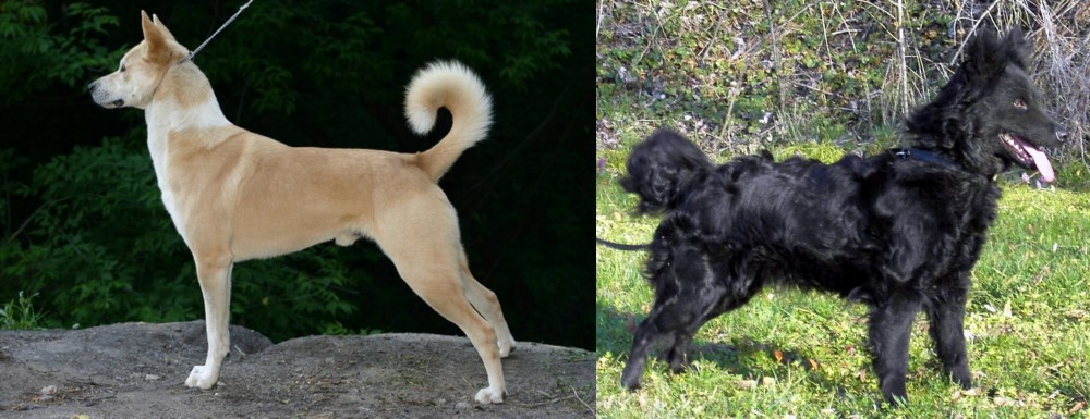 Mudi vs Canaan Dog - Breed Comparison