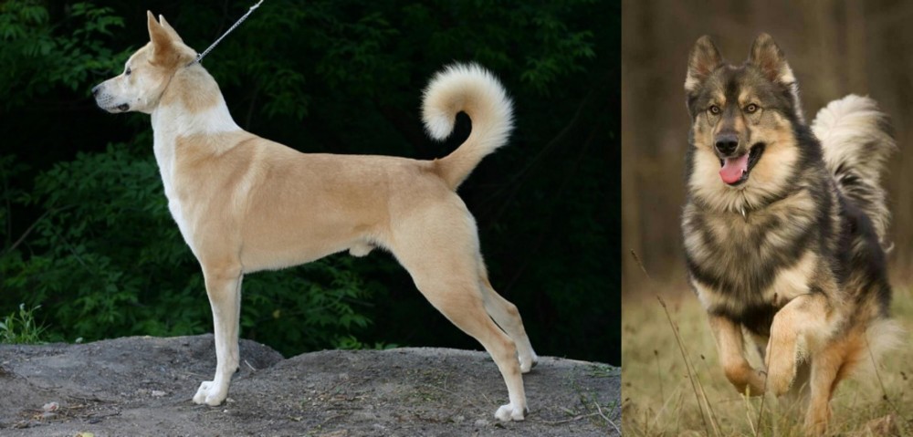 Native American Indian Dog vs Canaan Dog - Breed Comparison