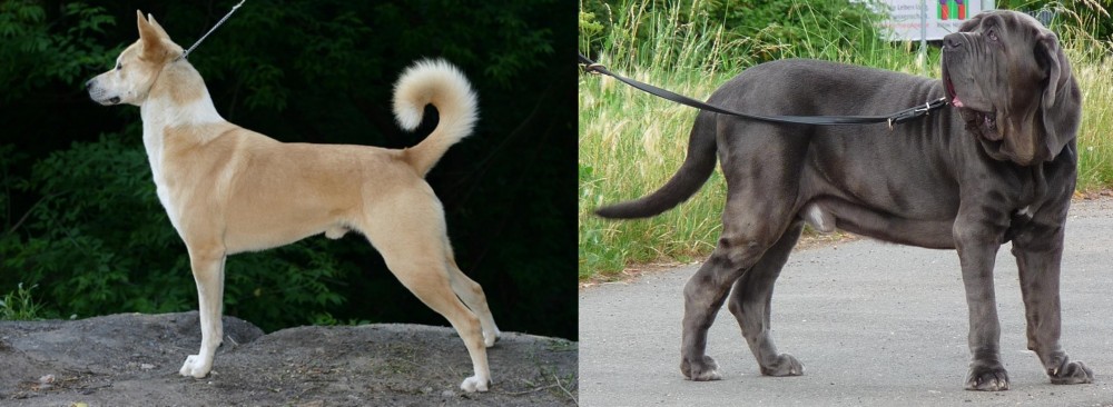 Neapolitan Mastiff vs Canaan Dog - Breed Comparison