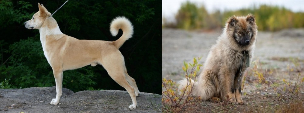 Nenets Herding Laika vs Canaan Dog - Breed Comparison