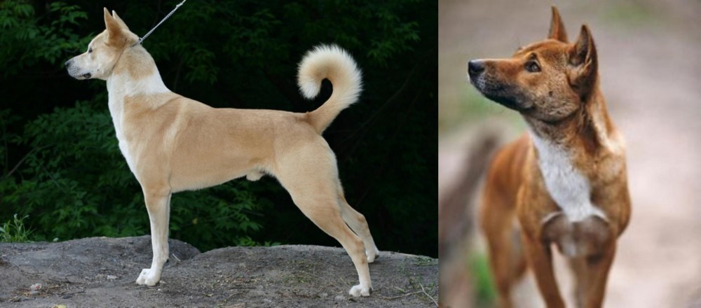 New Guinea Singing Dog vs Canaan Dog - Breed Comparison