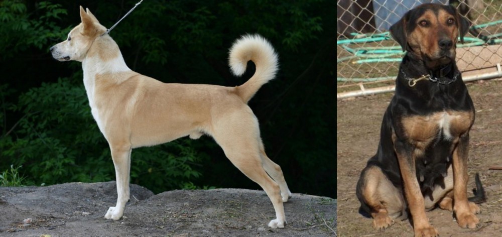 New Zealand Huntaway vs Canaan Dog - Breed Comparison
