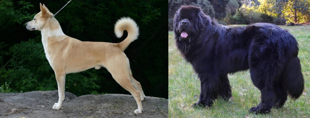 Newfoundland Dog vs Canaan Dog - Breed Comparison