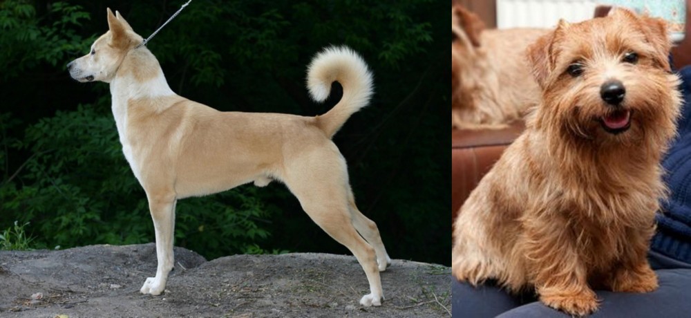 Norfolk Terrier vs Canaan Dog - Breed Comparison